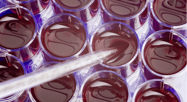 کشف سلول‌های بنیادی: ما یک مرحله به ساخت اندام در ظرف نزدیک‌تر شدیم